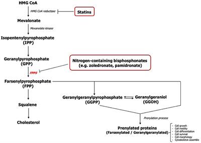 In vitro Effect of Geranylgeraniol (GGOH) on Bisphosphonate-Induced Cytotoxicity of Oral Mucosa Cells
